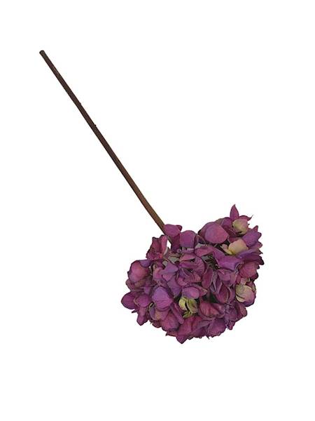 Hortensja jesienna gałązka 50 cm fioletowa