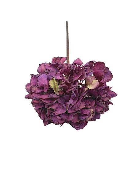 Hortensja jesienna gałązka 50 cm fioletowa
