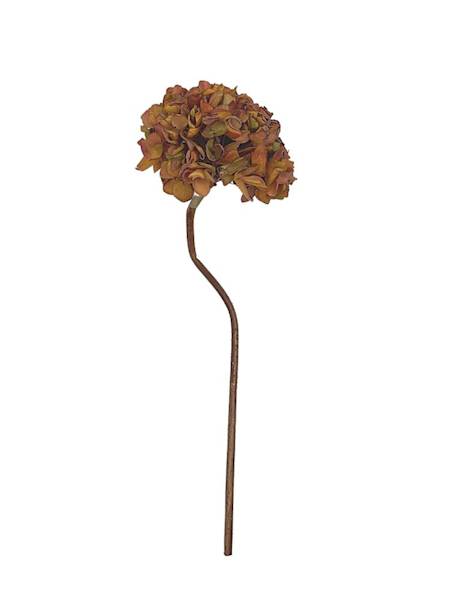 Hortensja jesienna gałązka 50 cm brąz