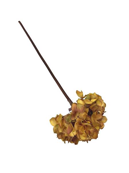 Hortensja jesienna gałązka 50 cm musztardowa