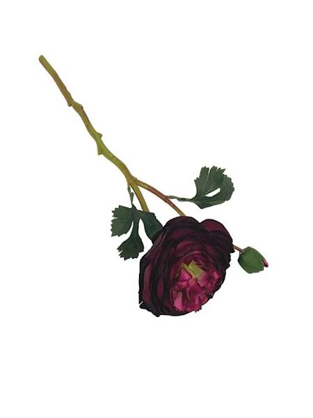 Pełnik jaskier 35 cm purpurowy