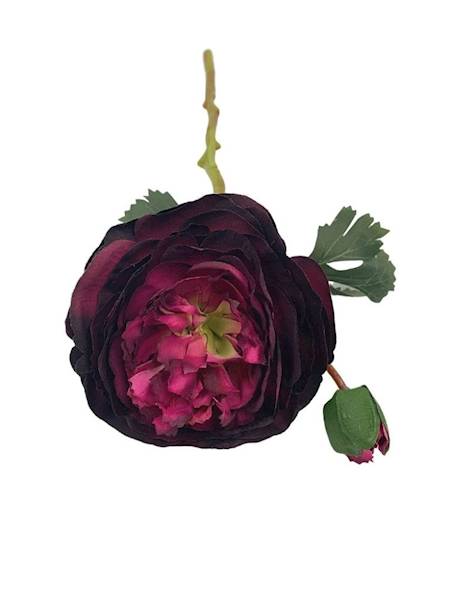Pełnik jaskier 35 cm purpurowy
