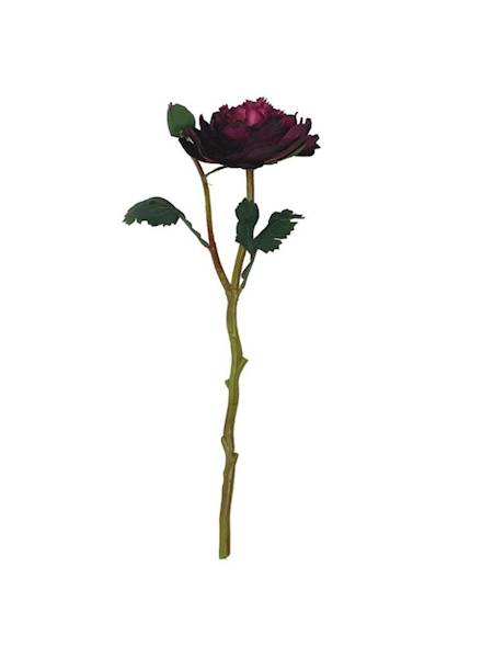 Pełnik jaskier 35 cm purpurowy