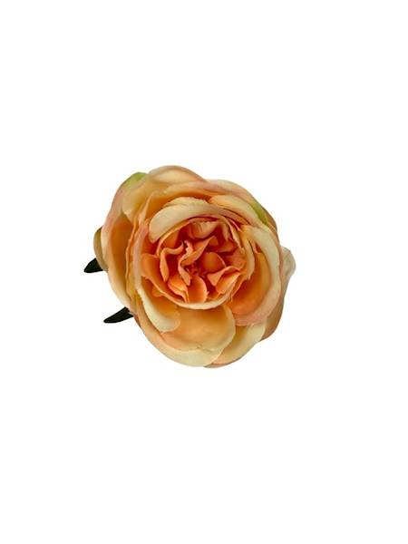 Róża główka 7 cm brzoskwiniowa 2 SZTUKI