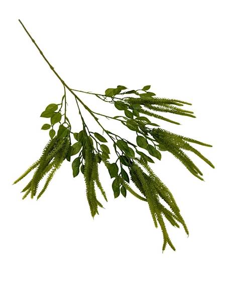 Olcha szarłat gałązka 75 cm zielona