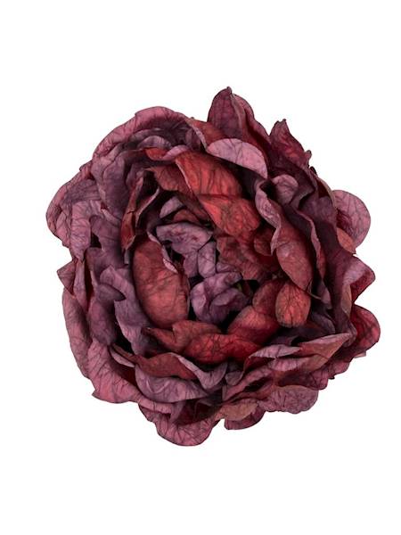 Piwonia peonia główka 16 cm bordowa