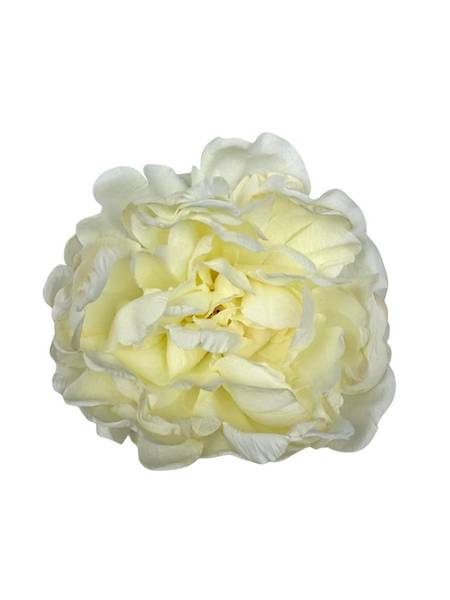 Piwonia peonia główka 16 cm biała