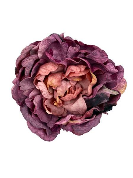 Piwonia peonia główka 16 cm róż fiolet