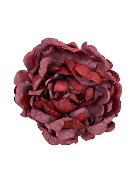 Piwonia peonia główka 16 cm czerwona