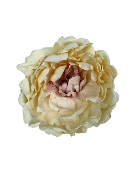 Piwonia peonia główka 16 cm kremowa z różem