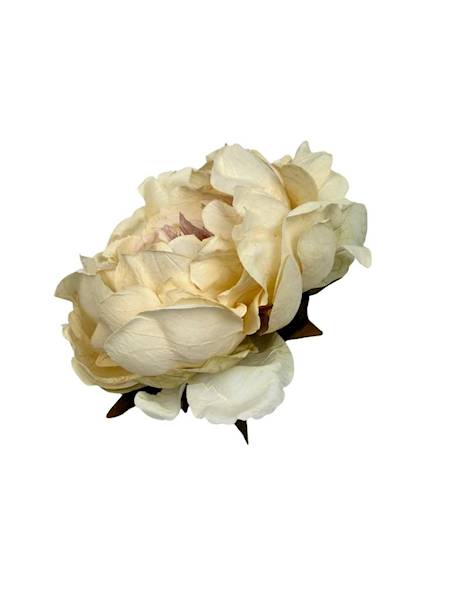 Piwonia peonia główka 16 cm kremowa z różem