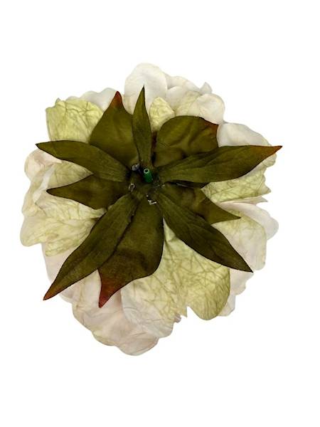 Piwonia peonia główka 16 cm kremowa z różem