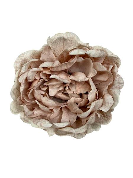 Piwonia peonia główka 16 cm jasny pudrowy róż