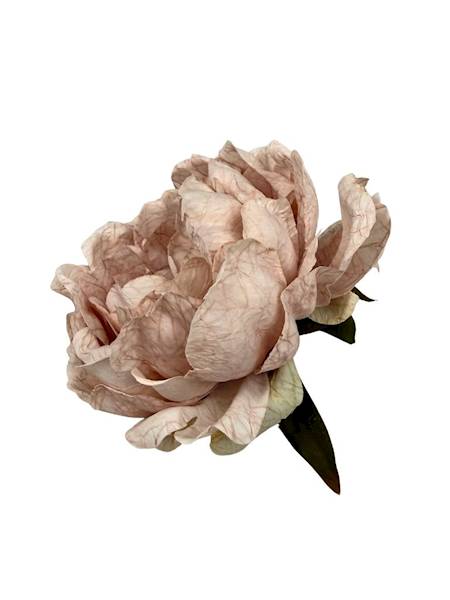 Piwonia peonia główka 16 cm jasny pudrowy róż
