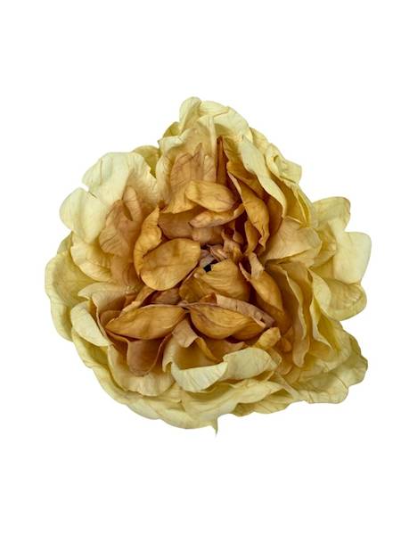 Piwonia peonia główka 16 cm żółta