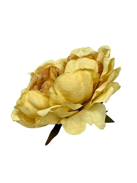 Piwonia peonia główka 16 cm żółta