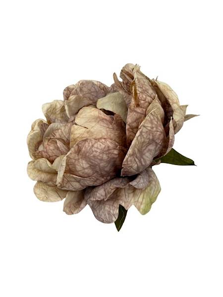 Piwonia peonia główka 16 cm brudny fiolet i beż