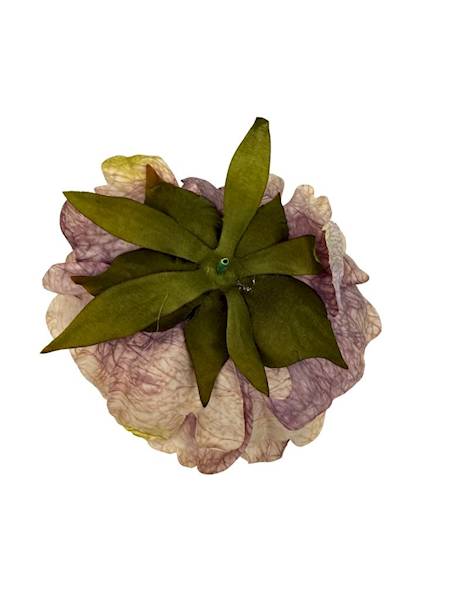 Piwonia peonia główka 16 cm brudny fiolet i beż