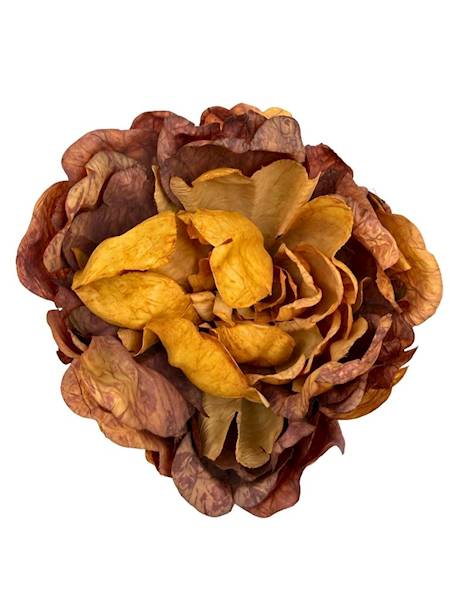 Piwonia peonia główka 16 cm brąz z żółtym
