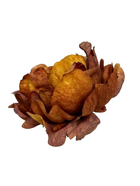 Piwonia peonia główka 16 cm brąz z żółtym