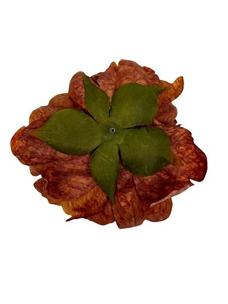 Piwonia peonia główka 16 cm brąz z żółtym