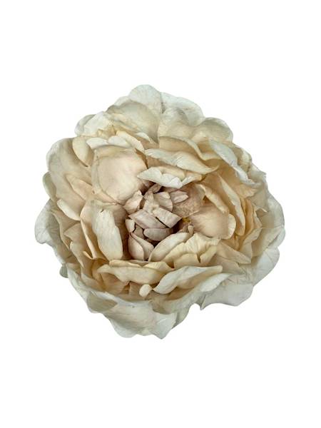 Piwonia peonia główka 16 cm krem beż