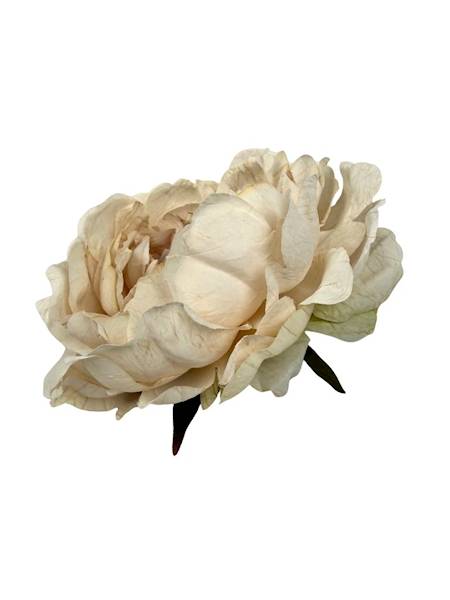 Piwonia peonia główka 16 cm krem beż