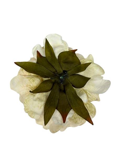 Piwonia peonia główka 16 cm krem beż