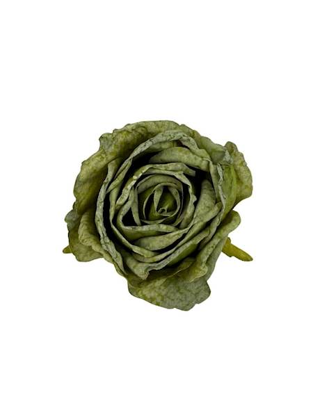 Róża podsuszana główka 8 cm zielona