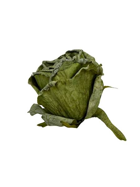 Róża podsuszana główka 8 cm zielona