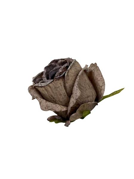 Róża podsuszana główka 8 cm brąz