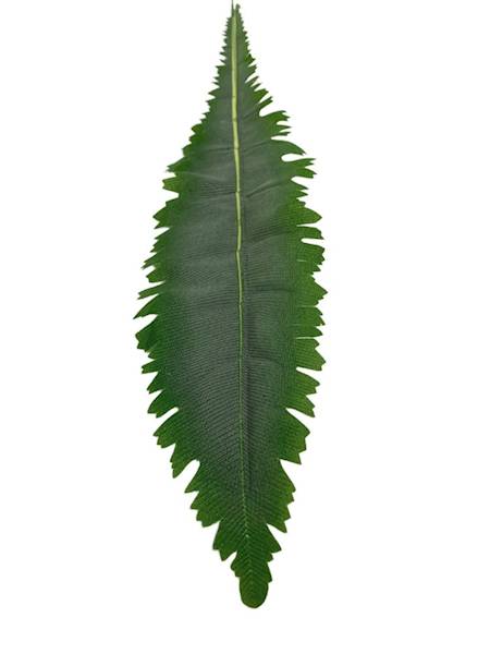 Liść asplenium 64 cm zielony omszony