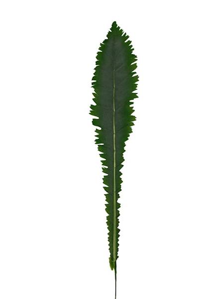 Liść asplenium 64 cm zielony omszony