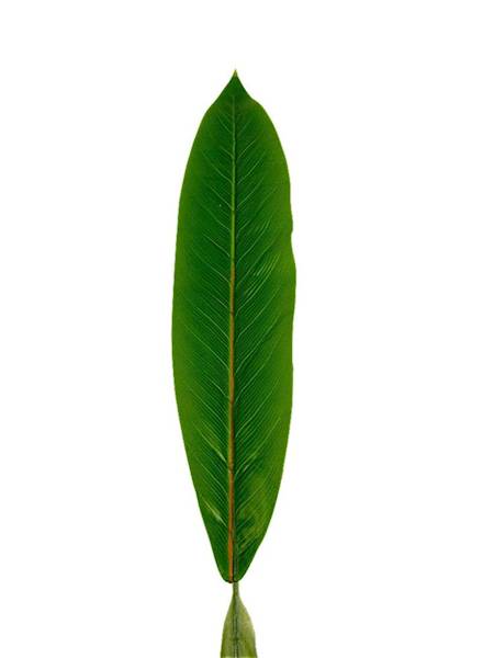 Liść silikonowy 82 cm zielony