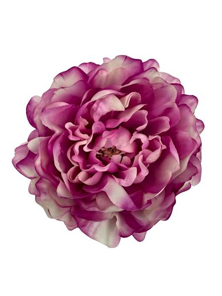 Piwonia główka 15 cm róż krem