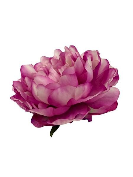 Piwonia główka 15 cm róż krem