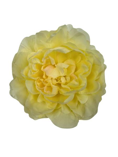 Piwonia główka 15 cm kremowa / waniliowa