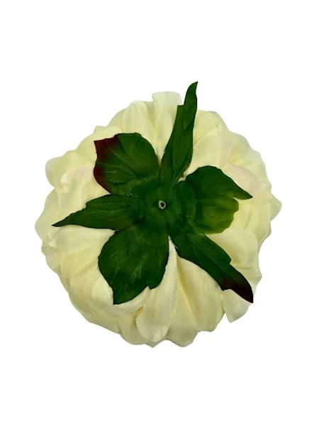 Piwonia główka 15 cm kremowa / waniliowa