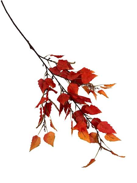 Brzoza gałązka 110 cm pomarańczowa