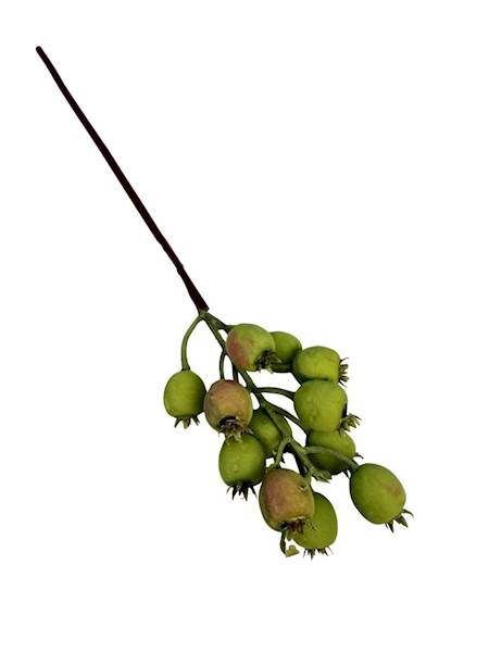 Dzika róża gałązka 38 cm zielona