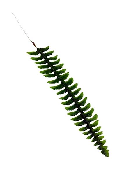 Liść paproć gałązka 68 cm
