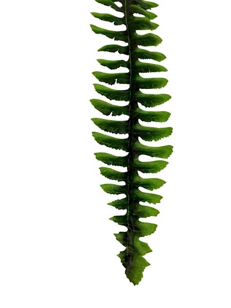 Liść paproć gałązka 68 cm