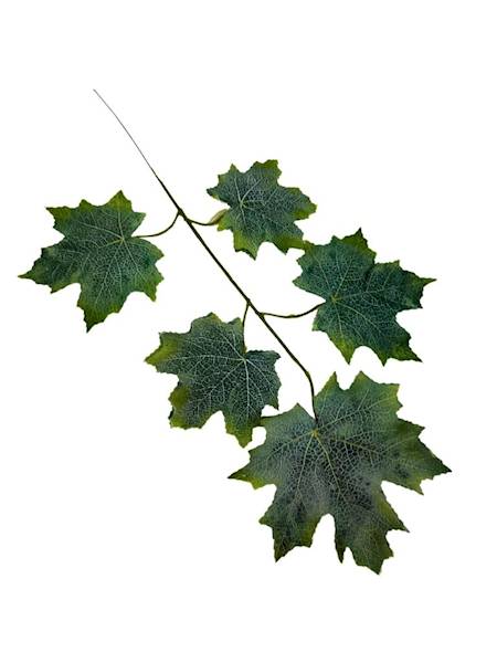 Liść winogrona gałązka 53 cm matowa zieleń