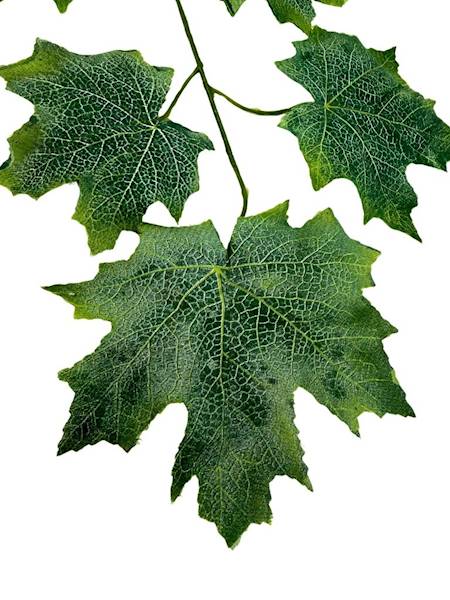 Liść winogrona gałązka 53 cm matowa zieleń