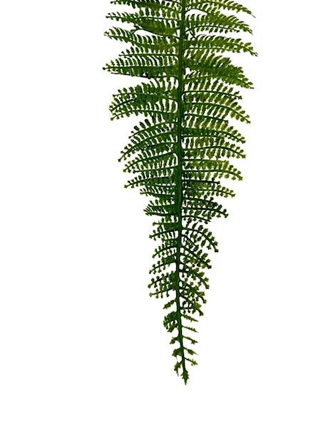 Liść paproć gałązka 46 cm zielona
