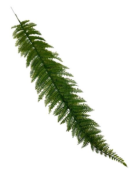 Liść paproci długi 70 cm zielony