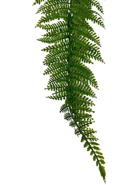 Liść paproci długi 70 cm zielony