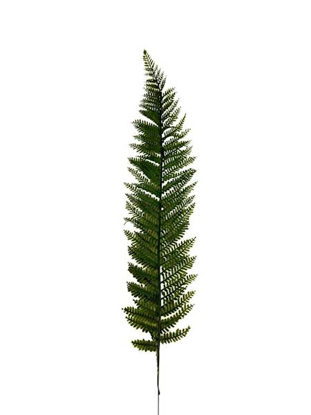 Liść paproci długi 70 cm zielony
