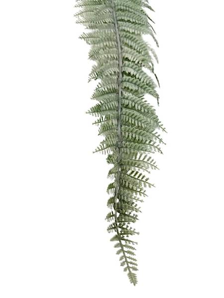 Liść paproci długi 70 cm biało zielony