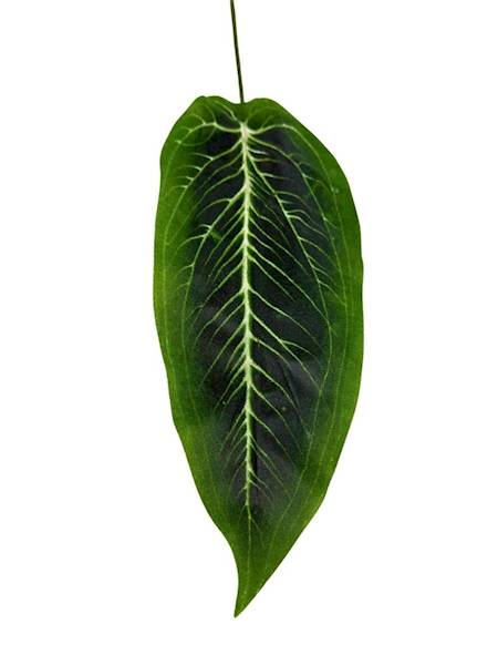 Liść difenbafia gałązka 48 cm